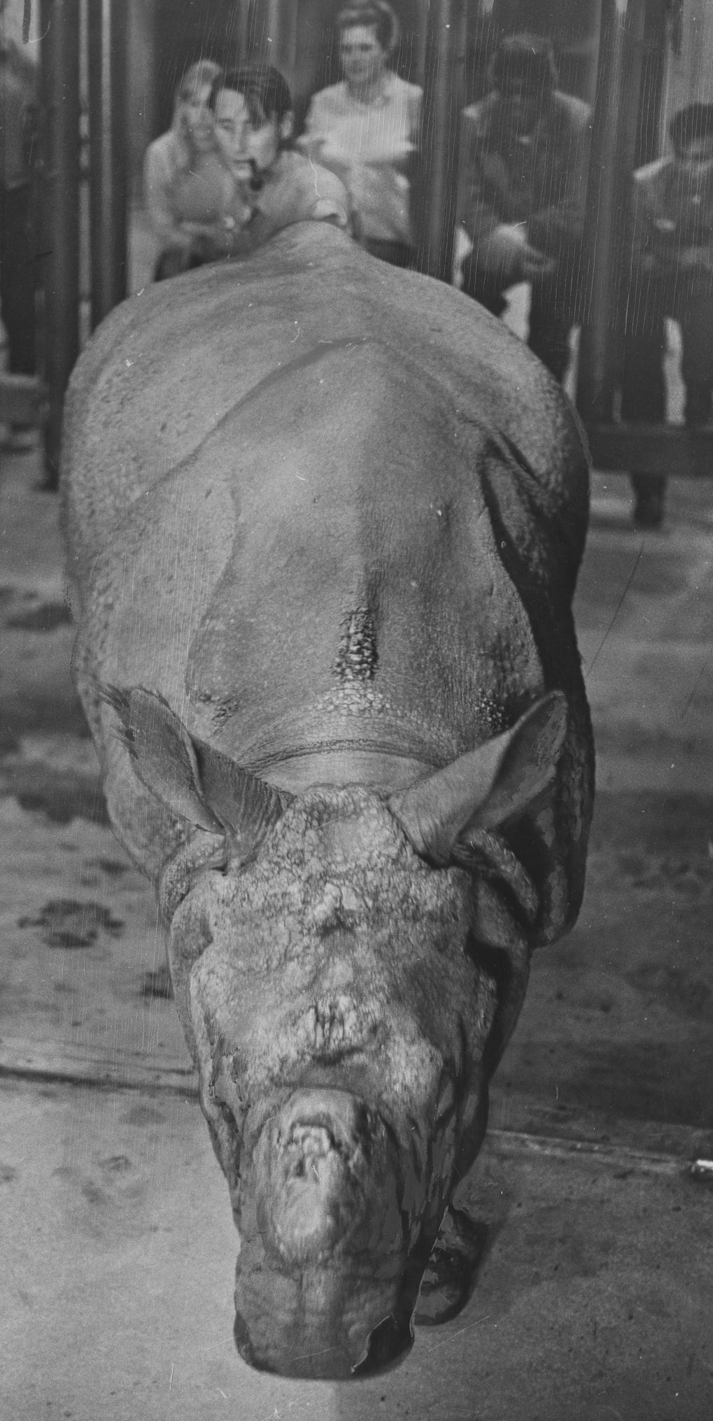 TinytheRhino003